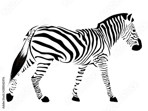 Zebra with black stripes is...