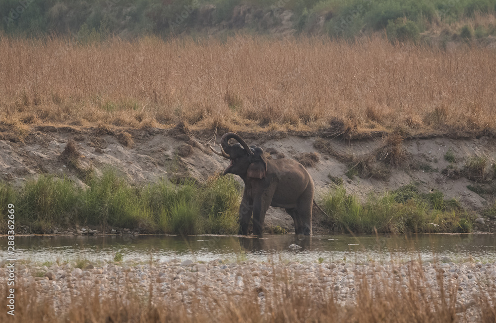 Big Tusker family at Jim Corbett National Park