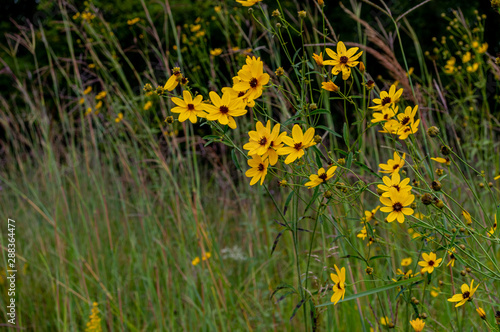 Wildflowers and Tall Grass