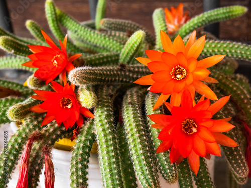 Beautiful and big red flowers growing on a cactus Echinopsis chamaecereus photo