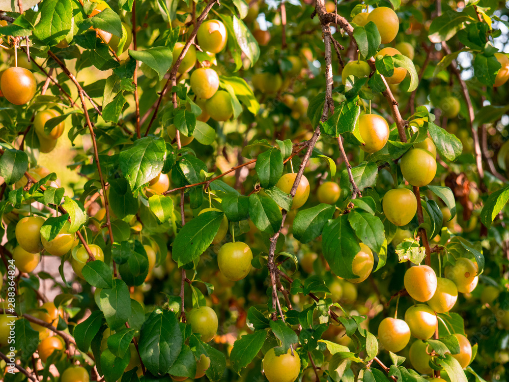 Mirabelle plums Prunus domestica var. Syriaca growing on the tree ready to pick up