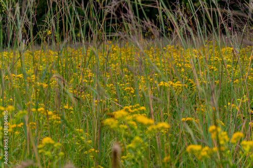 Golden Field 1