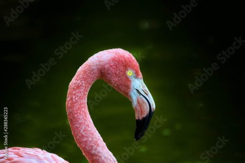 flamand rose
