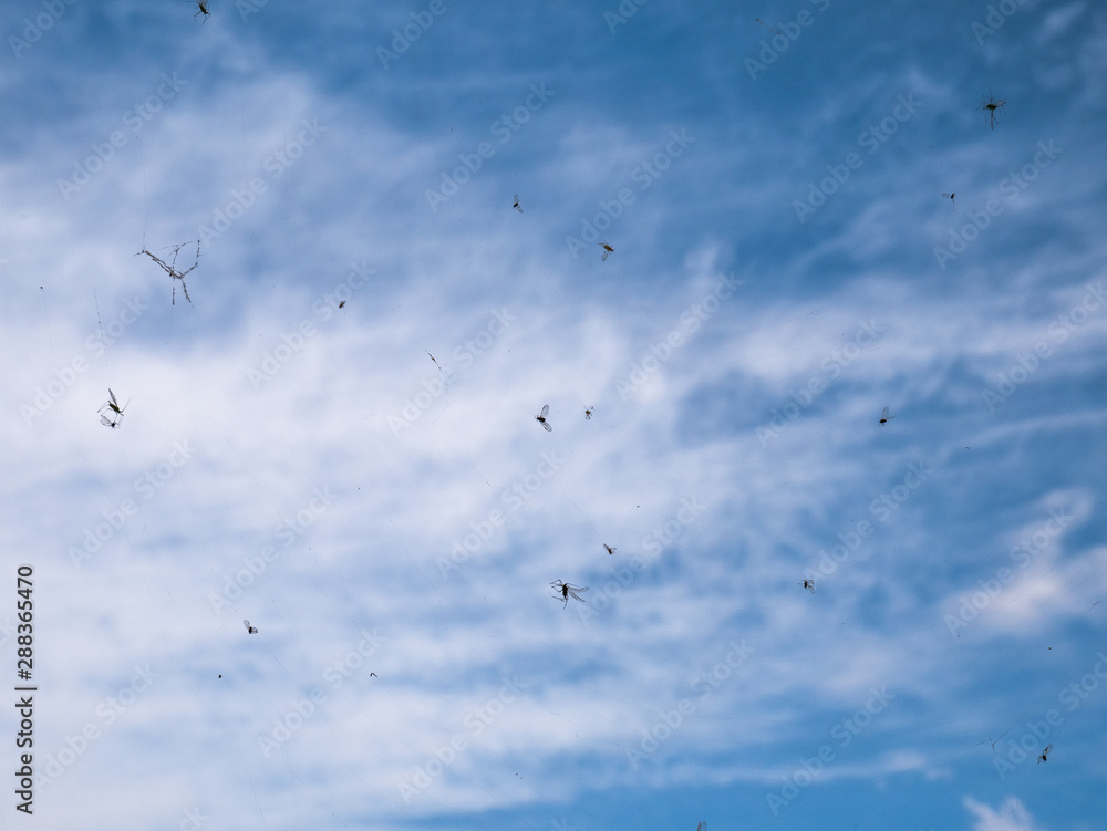 Insects trapped in spider web with a cloudy blue sky in the background