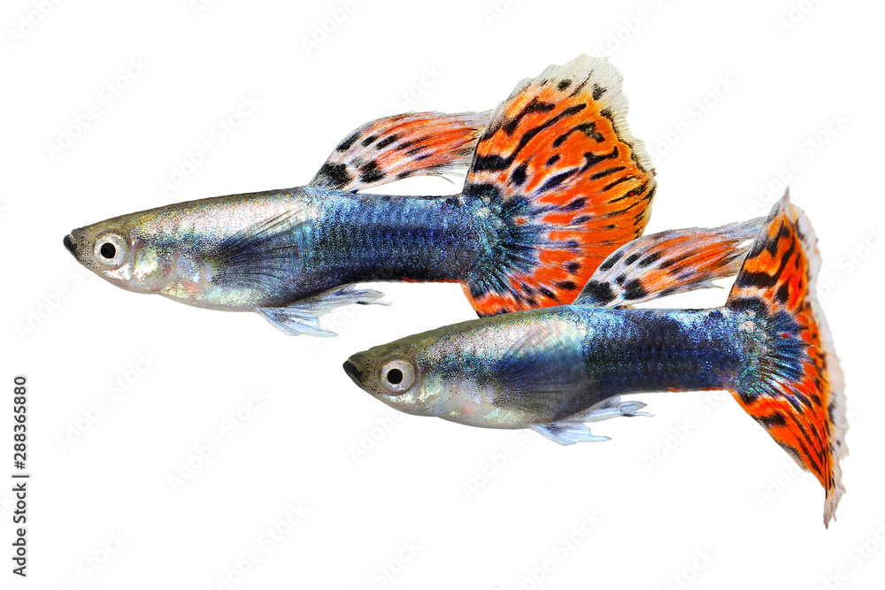 Fototapeta premium Guppy fish aquarium fish Poecilia reticulata colorful rainbow tropical 