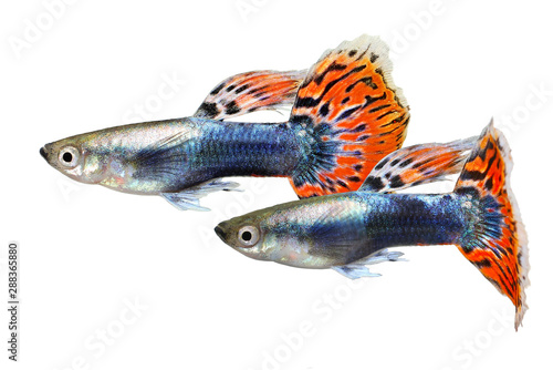 Guppy fish aquarium fish Poecilia reticulata colorful rainbow tropical  © Mirko Rosenau