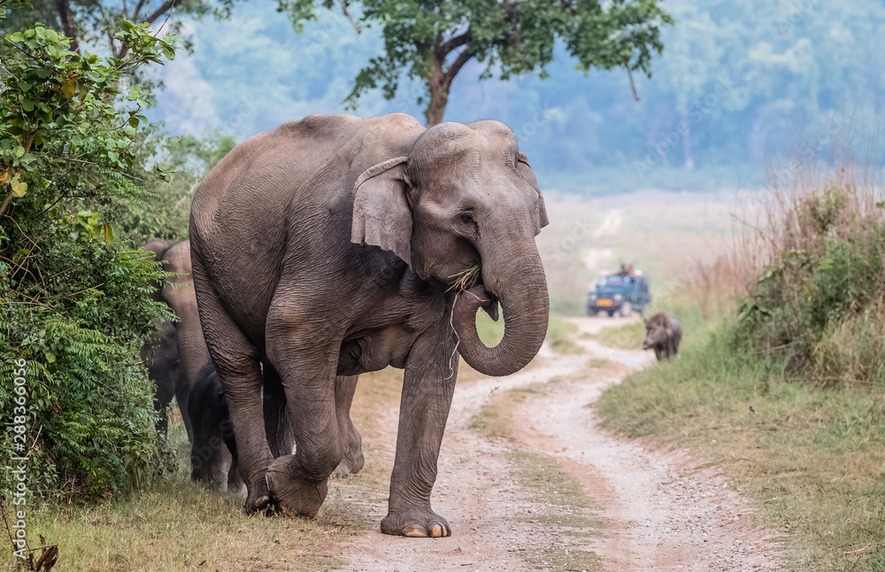 Big Tusker family at Jim Corbett National Park