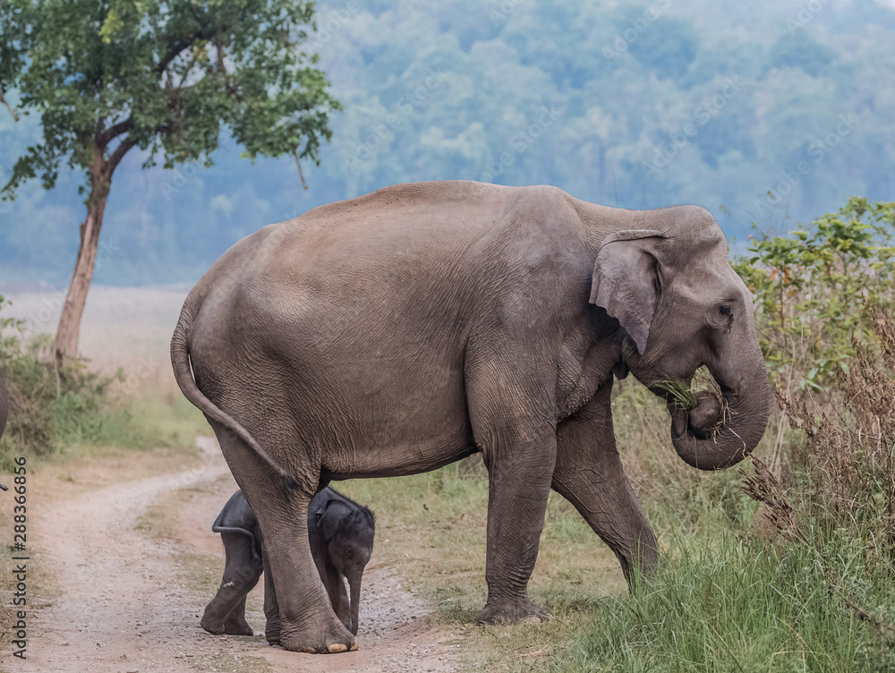 Big Tusker family at Jim Corbett National Park