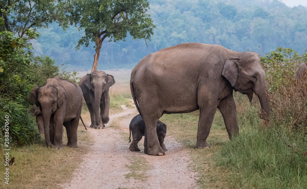 Fototapeta premium Big Tusker family at Jim Corbett National Park