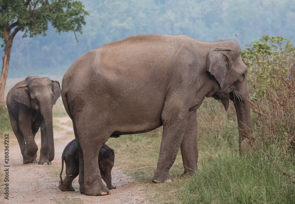 Big Tusker family at Jim Corbett National Park Big Tusker family at Jim Corbett National Park