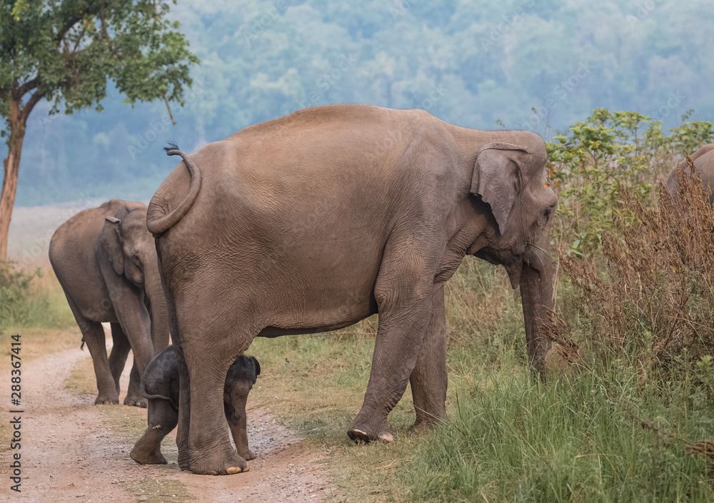 Fototapeta premium Big Tusker family at Jim Corbett National Park