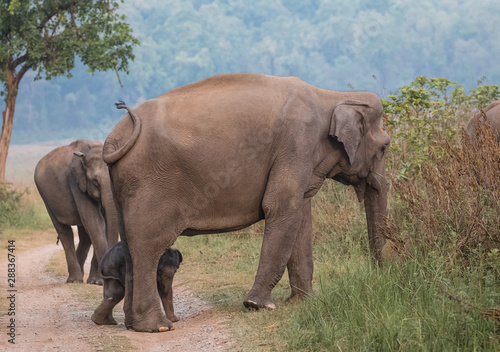 Big Tusker family at Jim Corbett National Park