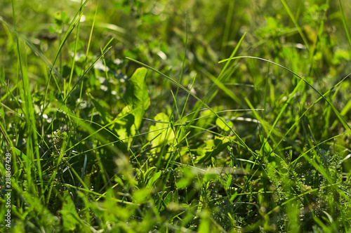 Photos Close up of fresh thick grass with water drops in the early morning