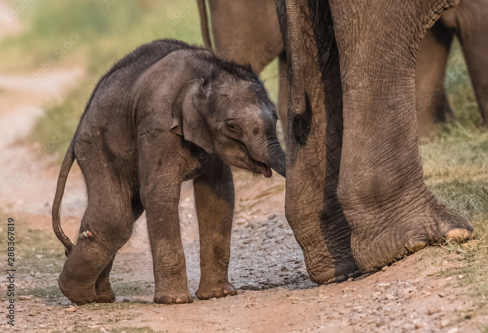 Fototapeta premium Rodzina Big Tusker w Parku Narodowym Jima Corbetta