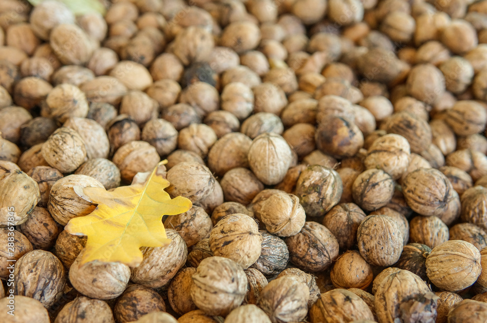 Natural walnut background pattern texture. Abstract walnuts heap pattern background with autumn yellow oak leaf Natural walnut background pattern texture. Abstract walnuts heap pattern background with autumn yellow oak leaf