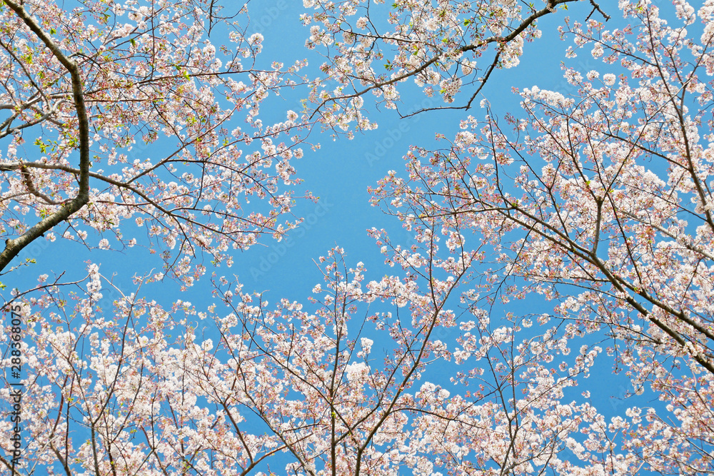 空と桜の風景