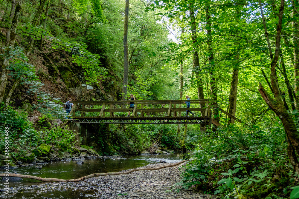 wooden bridge in the forest national park eifel germany wooden bridge in the forest national park eifel germany