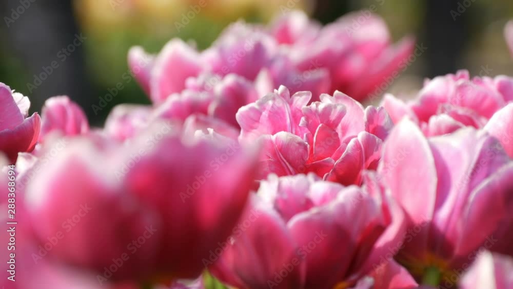 Picturesque beautiful delightful pink and white peony tulips flowers bloom in spring garden. Decorative tulip flower blossom in springtime in royal park Keukenhof. Close up view Netherlands, Holland Picturesque beautiful delightful pink and white peony tulips flowers bloom in spring garden. Decorative tulip flower blossom in springtime in royal park Keukenhof. Close up view Netherlands, Holland