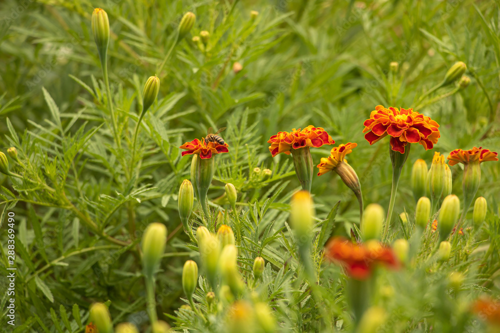 Marigold flower in bloom and the bee pollinates the flowers Marigold flower in bloom and the bee pollinates the flowers