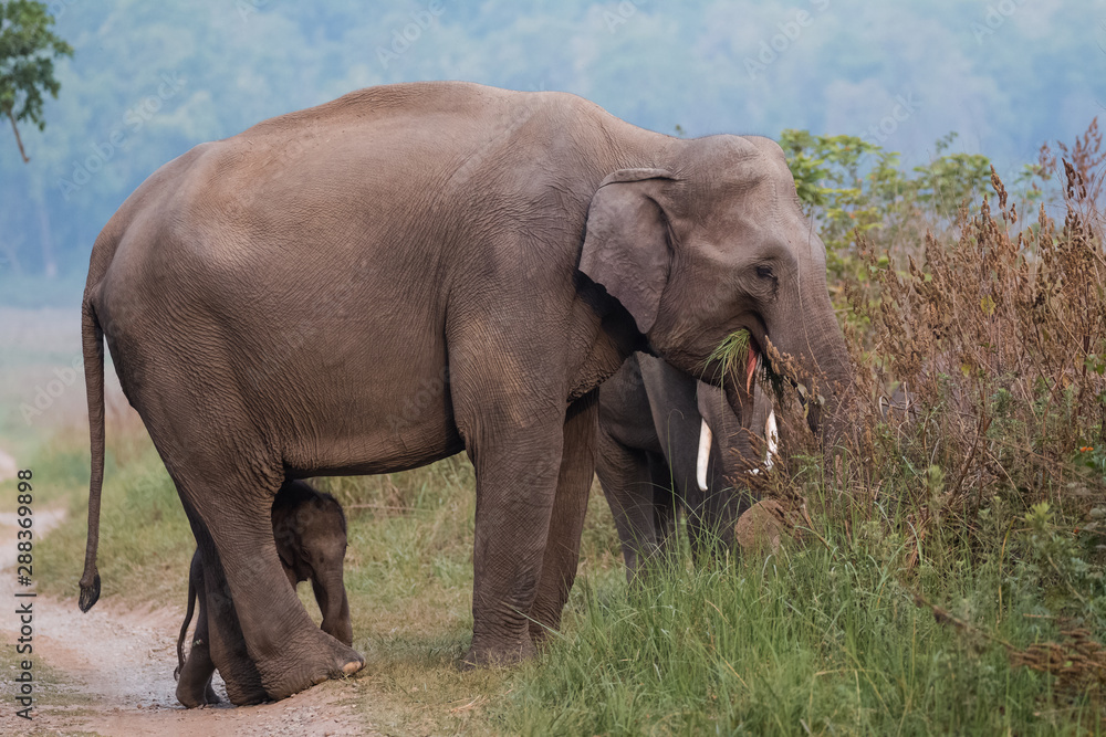 Fototapeta premium Big Tusker family at Jim Corbett National Park