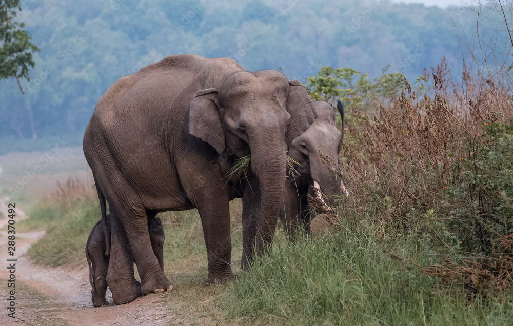Fototapeta premium Big Tusker family at Jim Corbett National Park