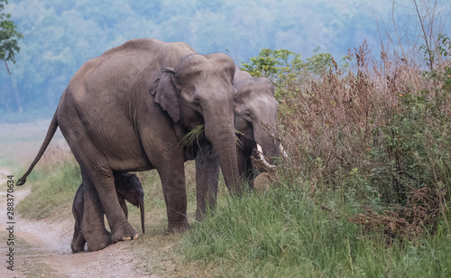 Big Tusker family at Jim Corbett National Park