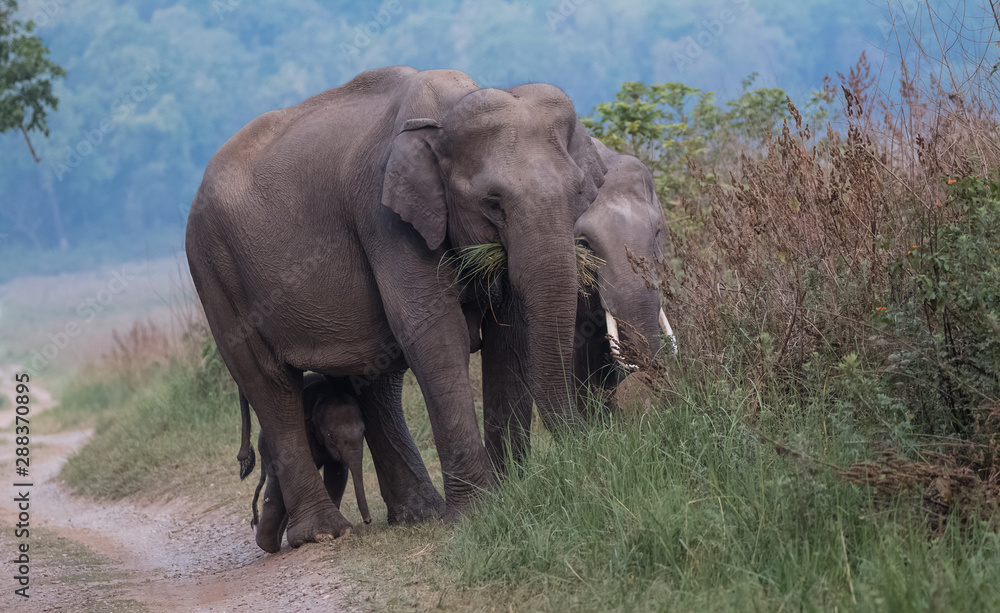 Obraz premium Big Tusker family at Jim Corbett National Park