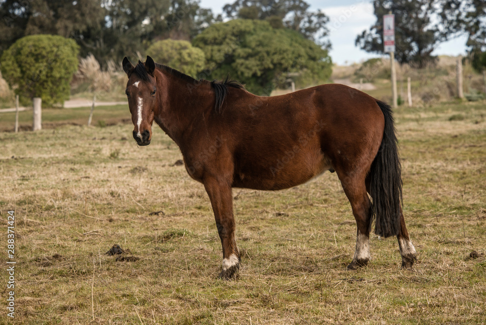 Horse grazing on the pasture fields        