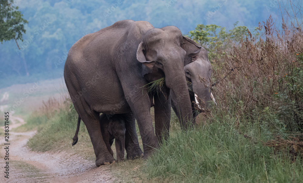 Obraz premium Big Tusker family at Jim Corbett National Park