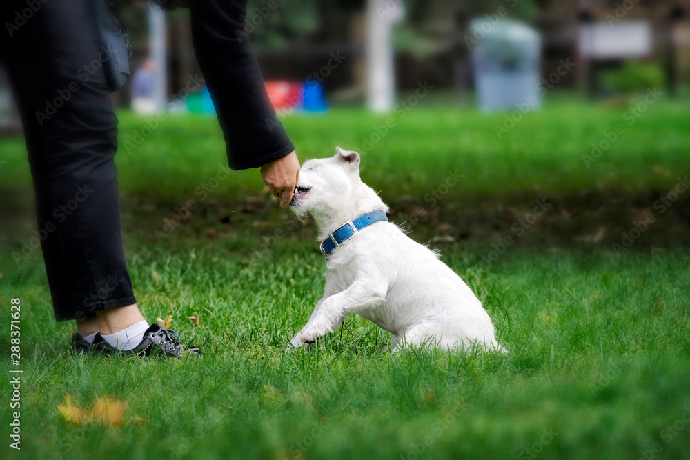white terrier spending memorable time with it's master white terrier spending memorable time with it's master