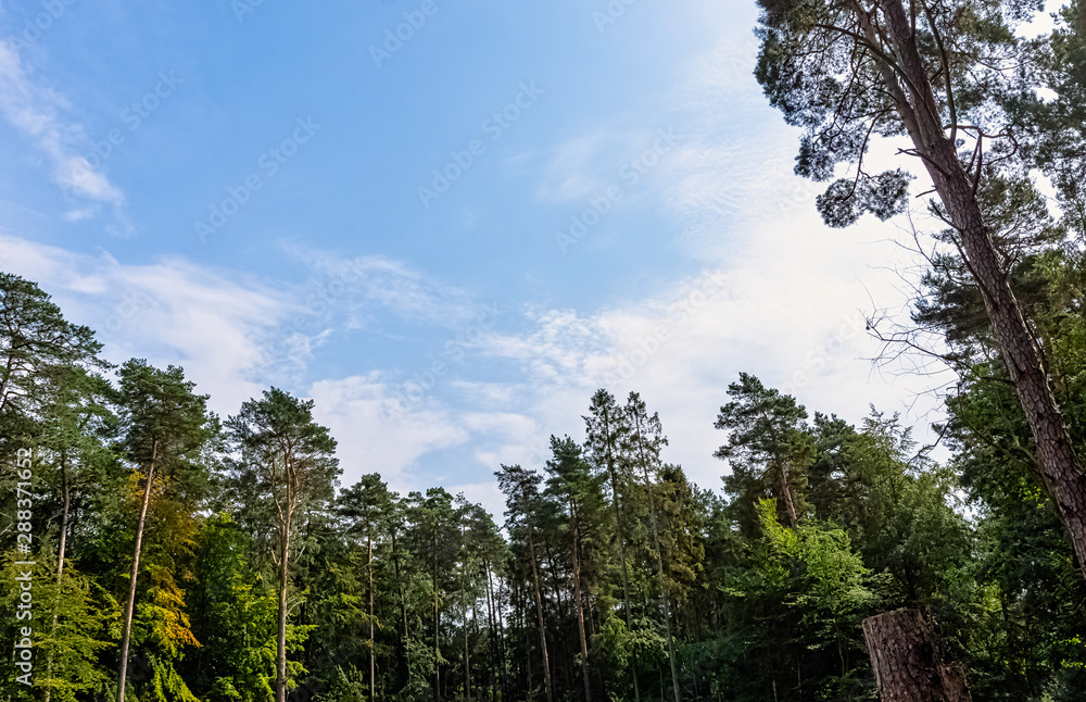 Polish wild forest - Kampinos National Park, Poland