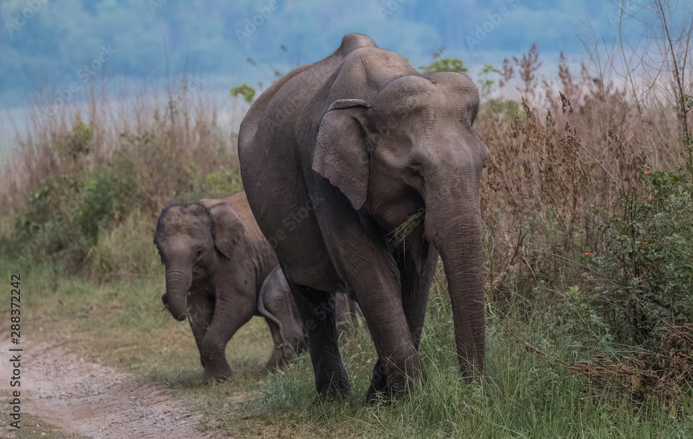 Big Tusker family at Jim Corbett National Park Big Tusker family at Jim Corbett National Park