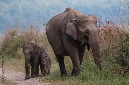 Big Tusker family at Jim Corbett National Park