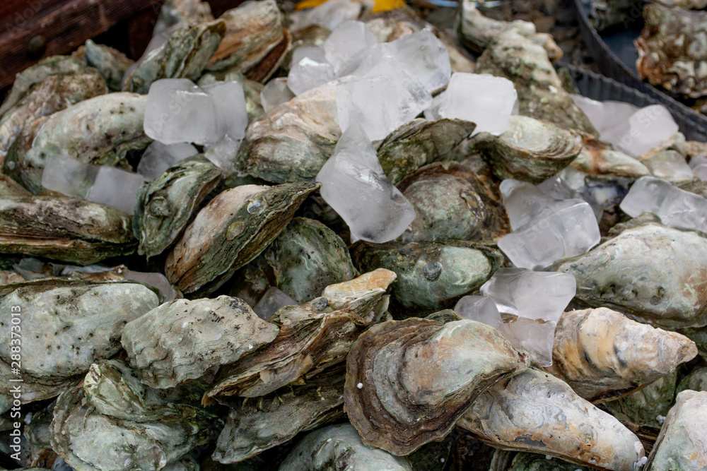 A flat view of oysters with lemons in ice for sale on the food market. Seafood luxury delicacy. Saltwater oysters dish. Oyster set A flat view of oysters with lemons in ice for sale on the food market. Seafood luxury delicacy. Saltwater oysters dish. Oyster set