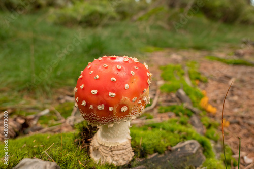 round fly agaric on moss from above