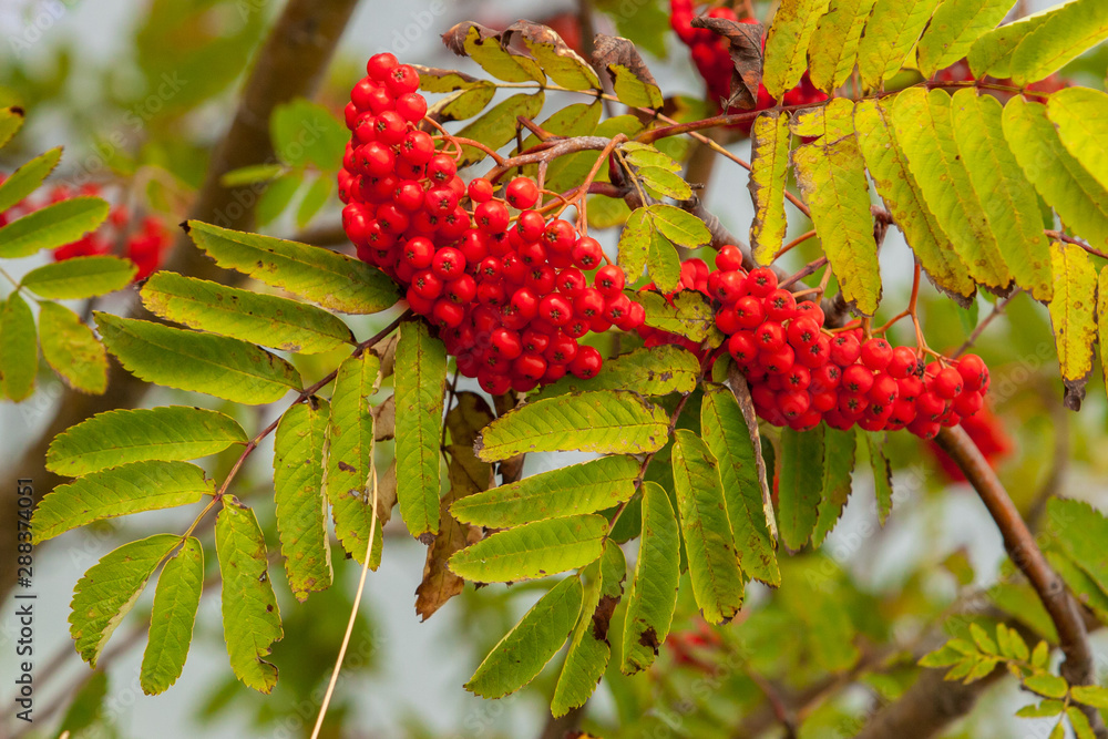 Two large clusters of ripe red mountain ash on branches in the sun. Bright berry, green leaves. Food for bullfinches in the winter. Two large clusters of ripe red mountain ash on branches in the sun. Bright berry, green leaves. Food for bullfinches in the winter.