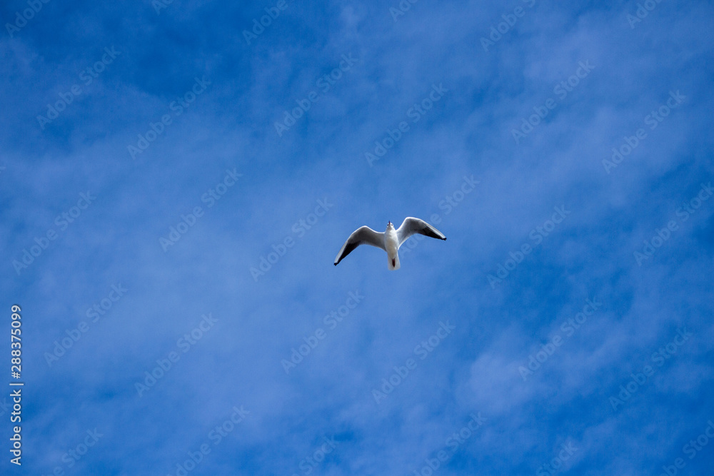Seagull flying against blue cloudy sky Seagull flying against blue cloudy sky