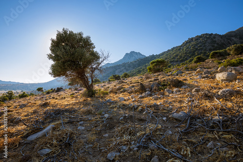 olive tree in the mountains on rocks
