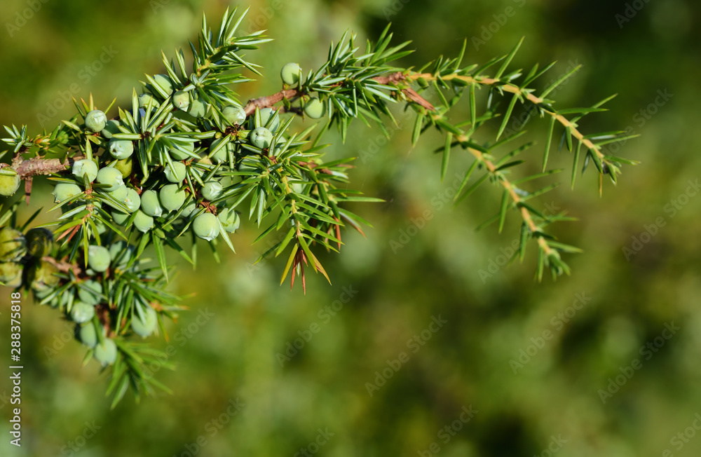 Closeup of unripe green juniper berries at prickly juniper shrub in front of green background in summer Closeup of unripe green juniper berries at prickly juniper shrub in front of green background in summer