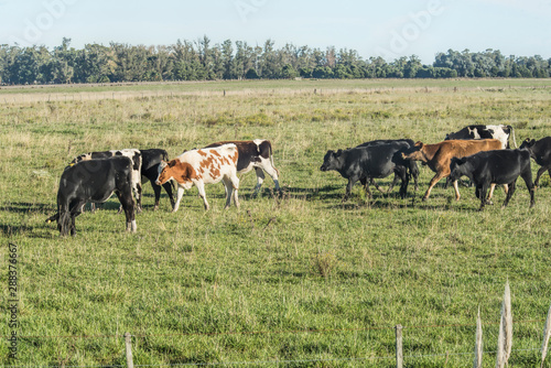 Fotografie Cows grazing on the grass field in Argentina