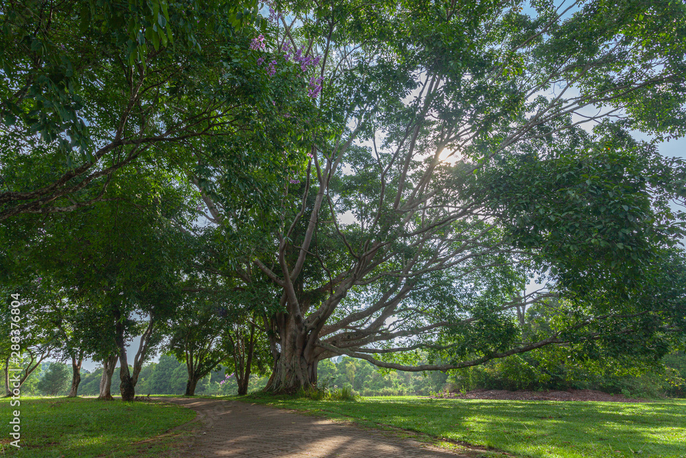 Khao Yai National Park is the largest rainforest in Thailand. There are many waterfalls. .There are various wildlife and plant species. .There are resorts and camping sites for people to relax in. Khao Yai National Park is the largest rainforest in Thailand. There are many waterfalls. .There are various wildlife and plant species. .There are resorts and camping sites for people to relax in.
