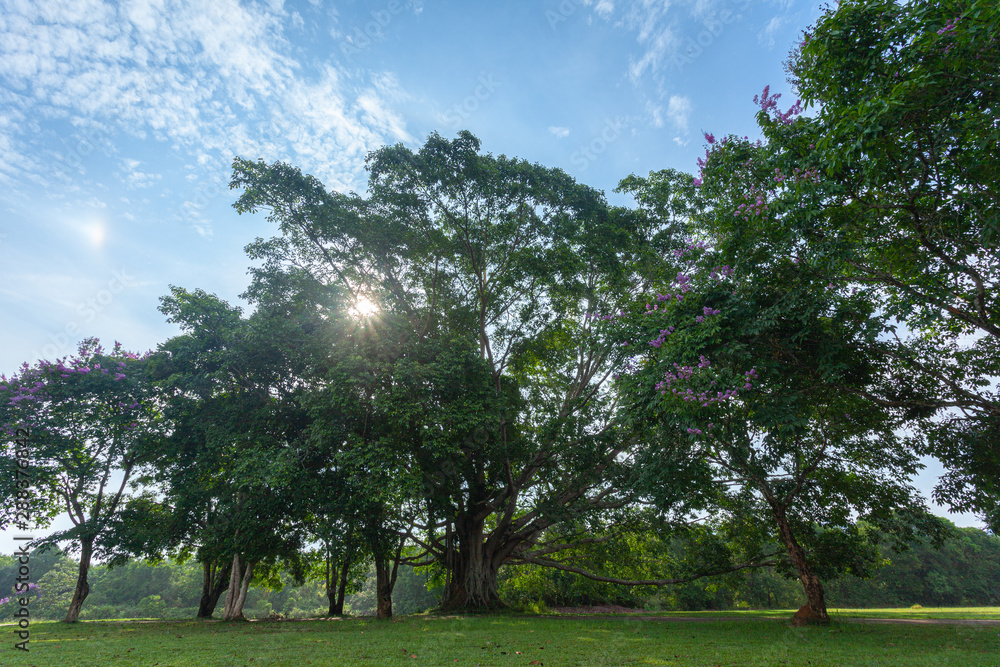 Khao Yai National Park is the largest rainforest in Thailand. There are many waterfalls. .There are various wildlife and plant species. .There are resorts and camping sites for people to relax in. Khao Yai National Park is the largest rainforest in Thailand. There are many waterfalls. .There are various wildlife and plant species. .There are resorts and camping sites for people to relax in.