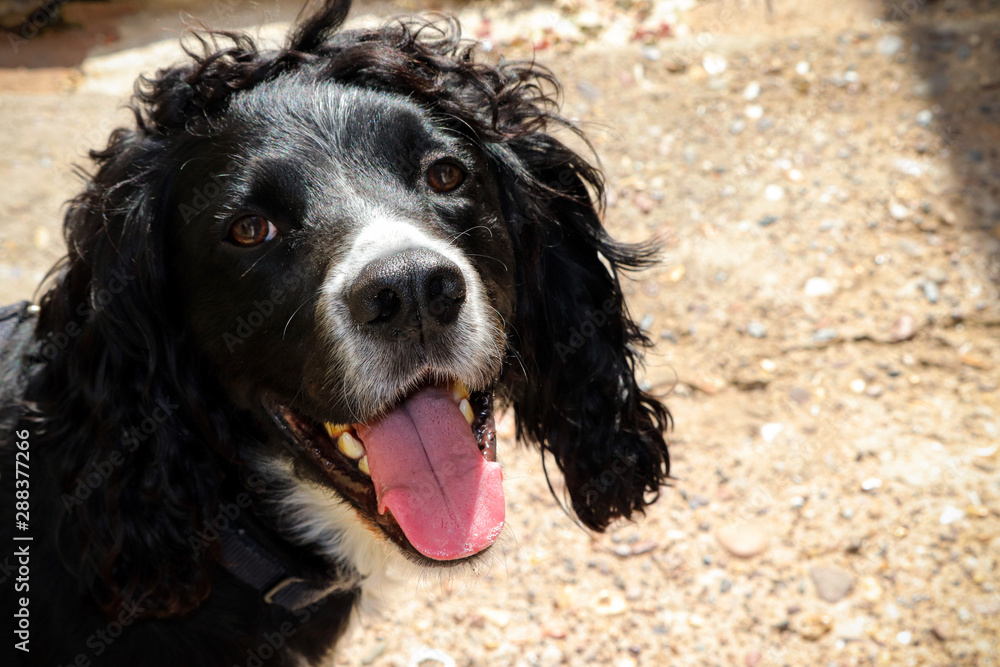 Black and white cocker spaniel dog Black and white cocker spaniel dog