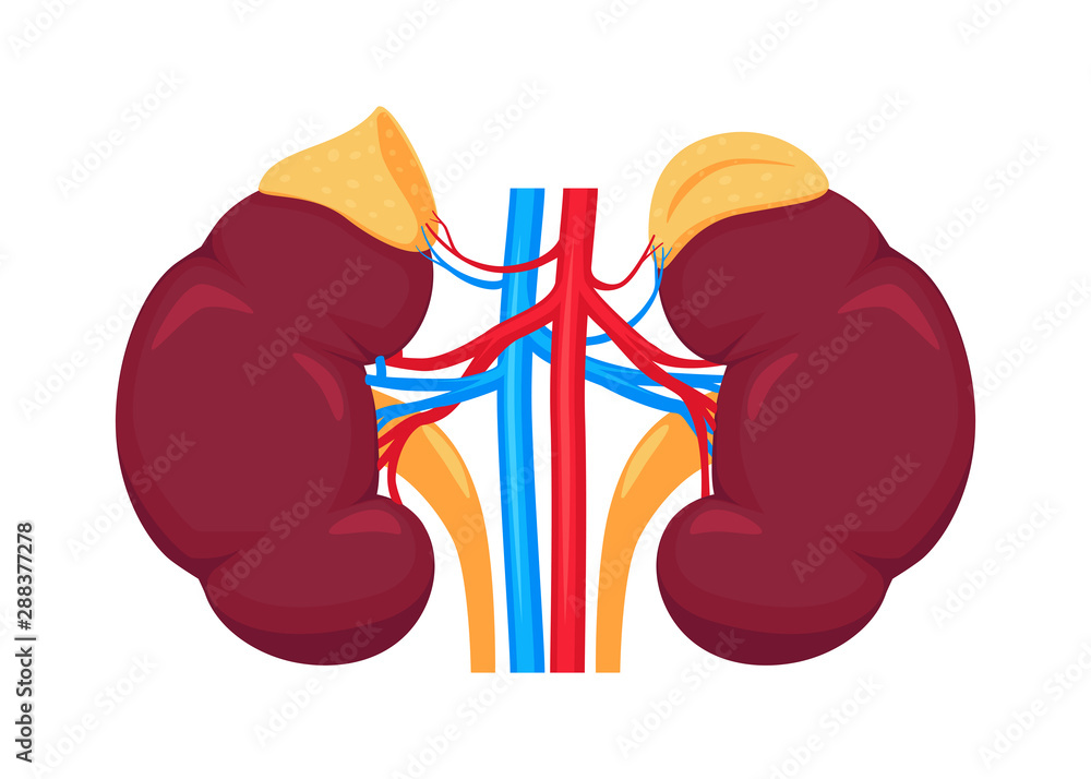 Kidney realistic flat vector illustration. Urinary system. Kidneys and ...