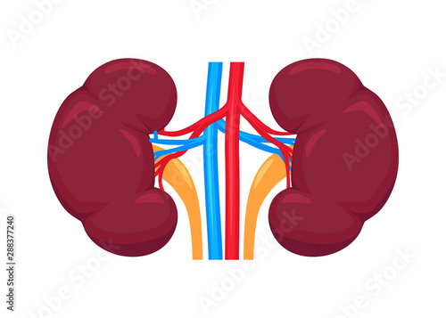 Kidney realistic flat vector illustration. Urinary system. Human anatomy.