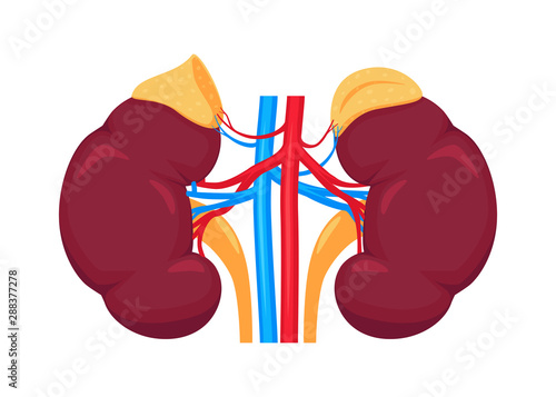 Kidney realistic flat vector illustration. Urinary system. Kidneys and adrenal gland. Human anatomy.