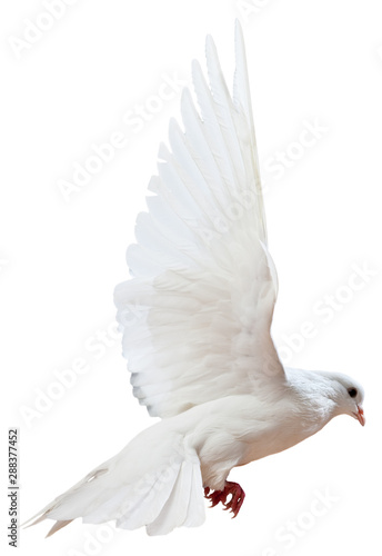 free flying white dove isolated on a white background
