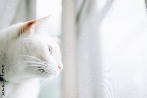 Fototapeta Naklejka Na Ścianę i Meble -  White cats sitting on windowsill and looking to a window with morning light,cat looking out the window on a sunny day