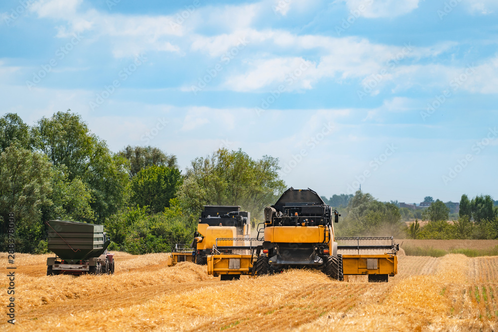 Obraz premium Grain harvesting equipment in the field. Agricultural sector