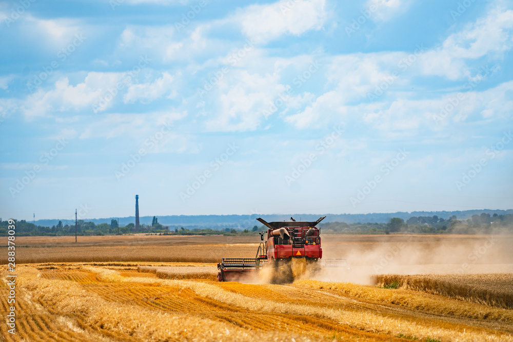 Fototapeta premium A combine harvest a ripe crop of wheat in the middle of a farm field. Harvest time. Agricultural sector